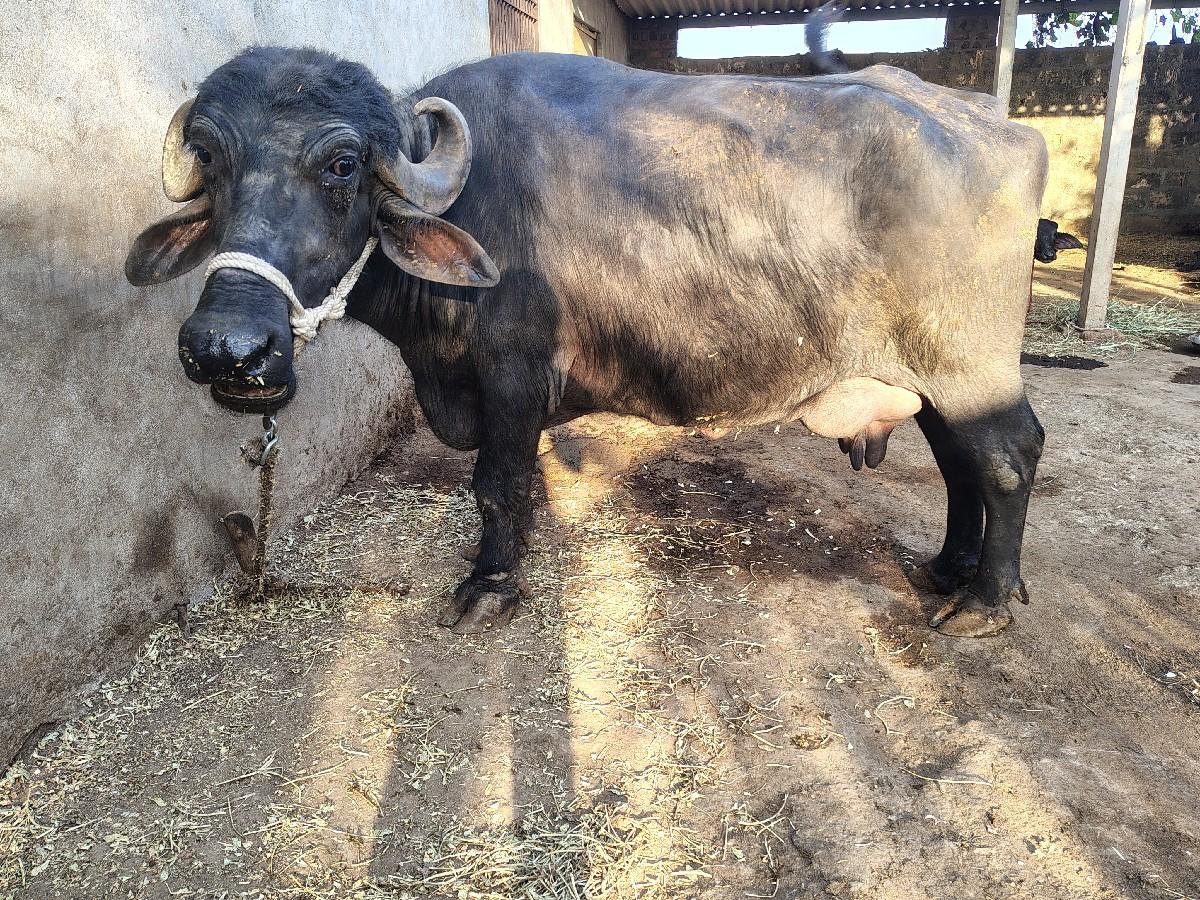 થંબનેલ 3