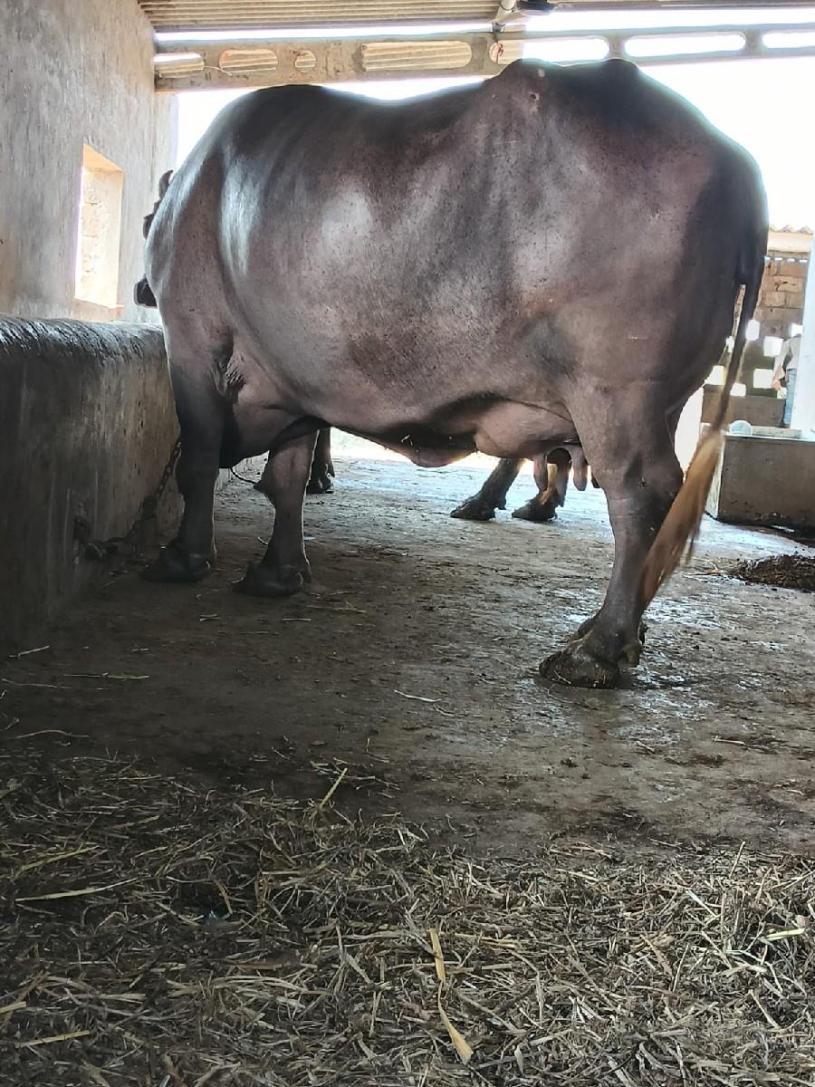 થંબનેલ 3