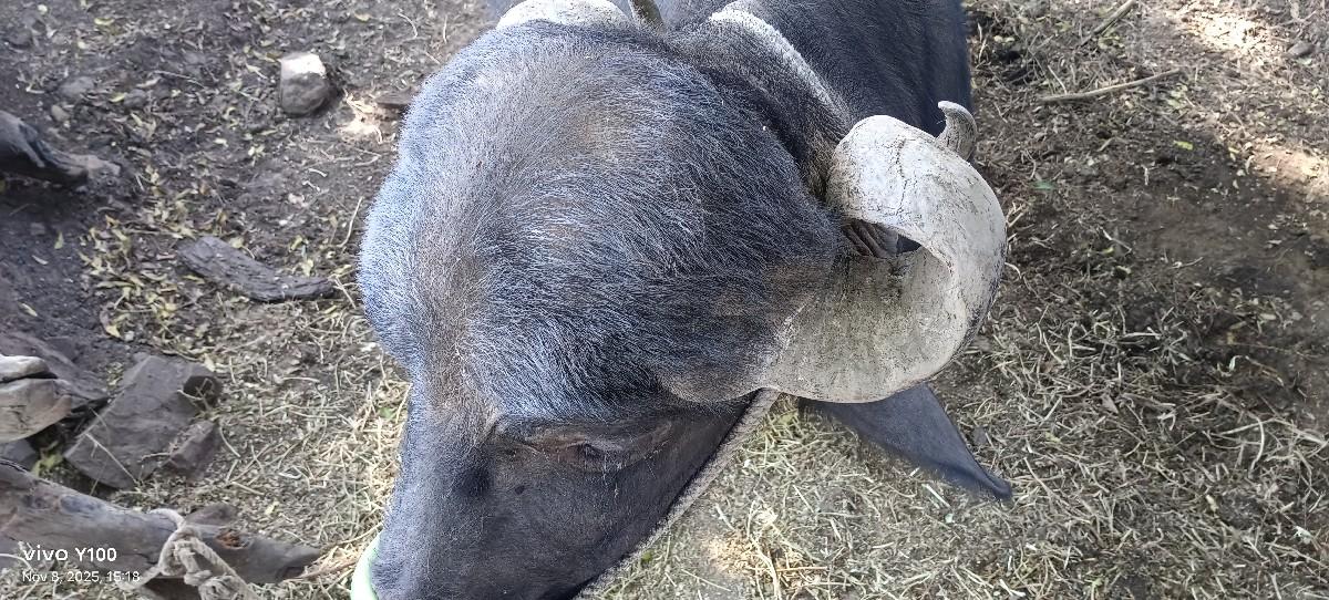 થંબનેલ 3