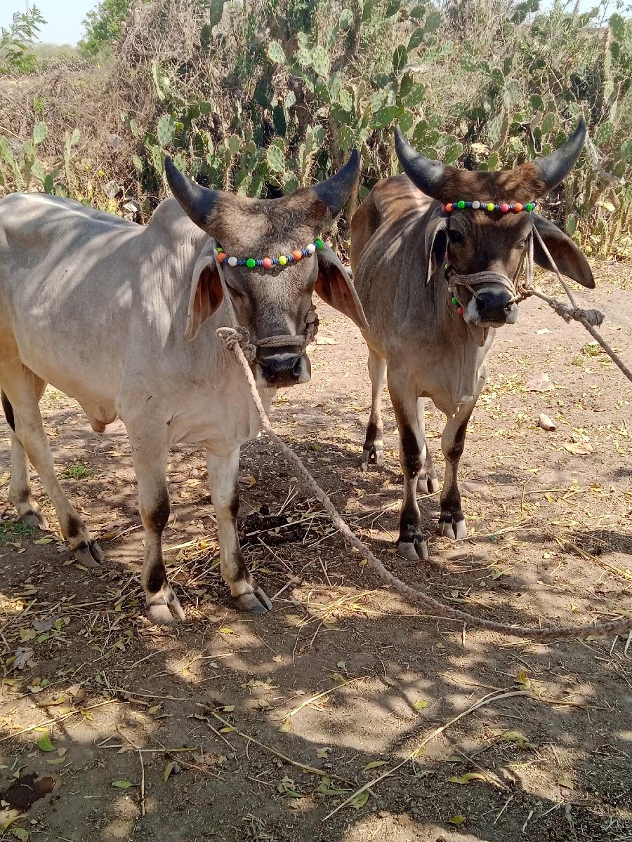 આ બંને ગોધલ ની જોડ‌વેચવાની છે