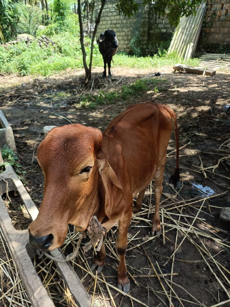 ગાય ની વાછરડી