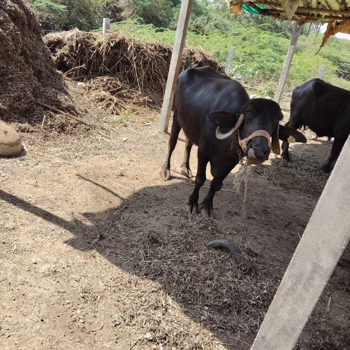 થંબનેલ 3