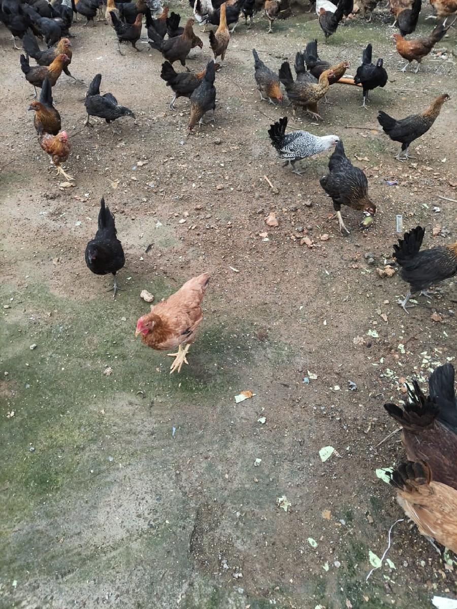 chalu inda murgi porbandar