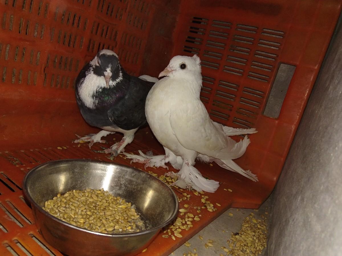 થંબનેલ 2