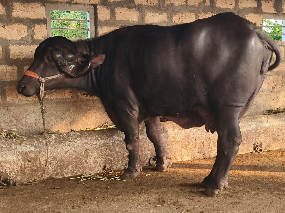 થંબનેલ 5