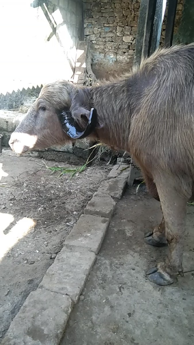 બીજું વેધર.