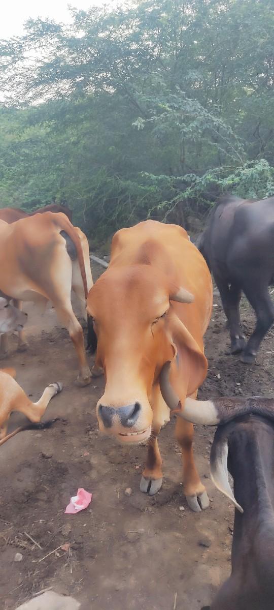 થંબનેલ 3