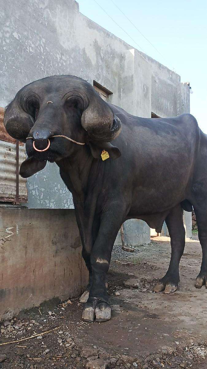 થંબનેલ 3