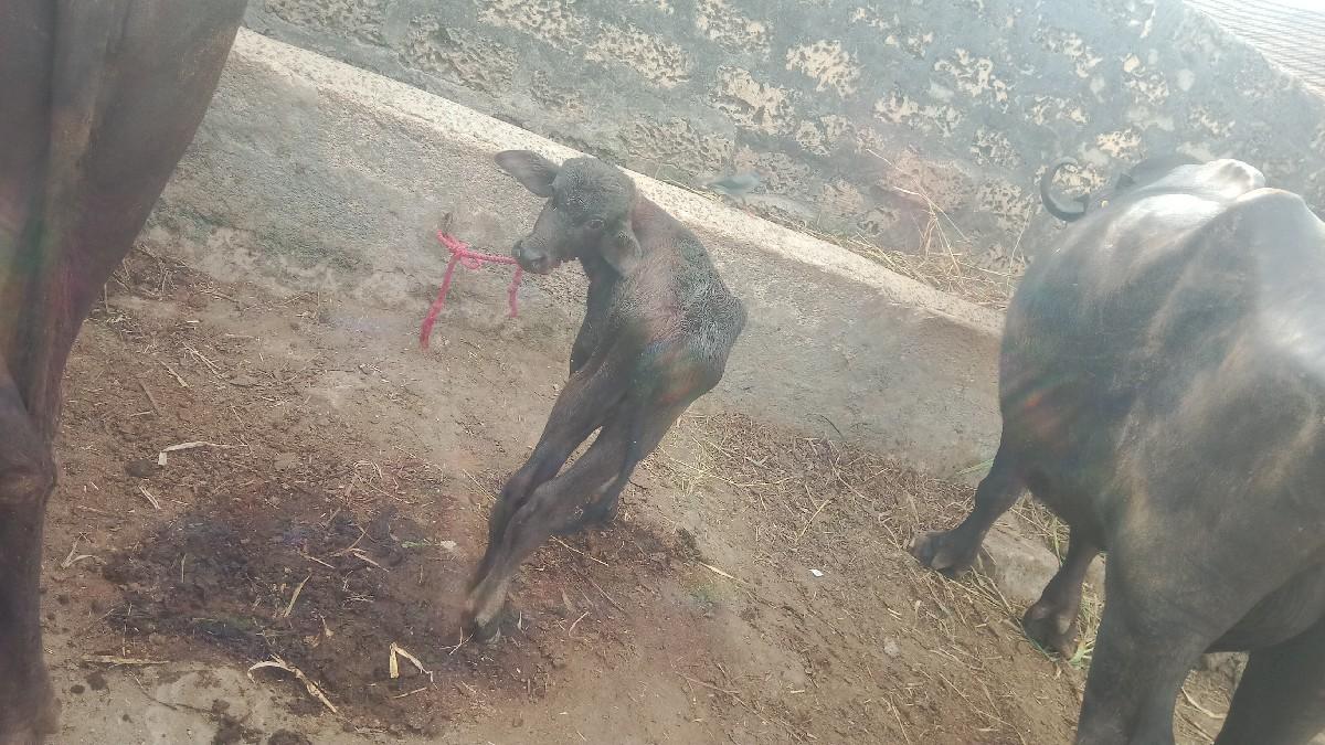 થંબનેલ 2