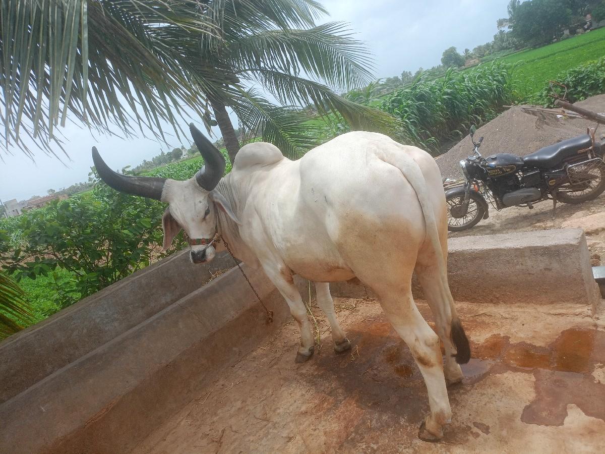 godhalo veshvano che