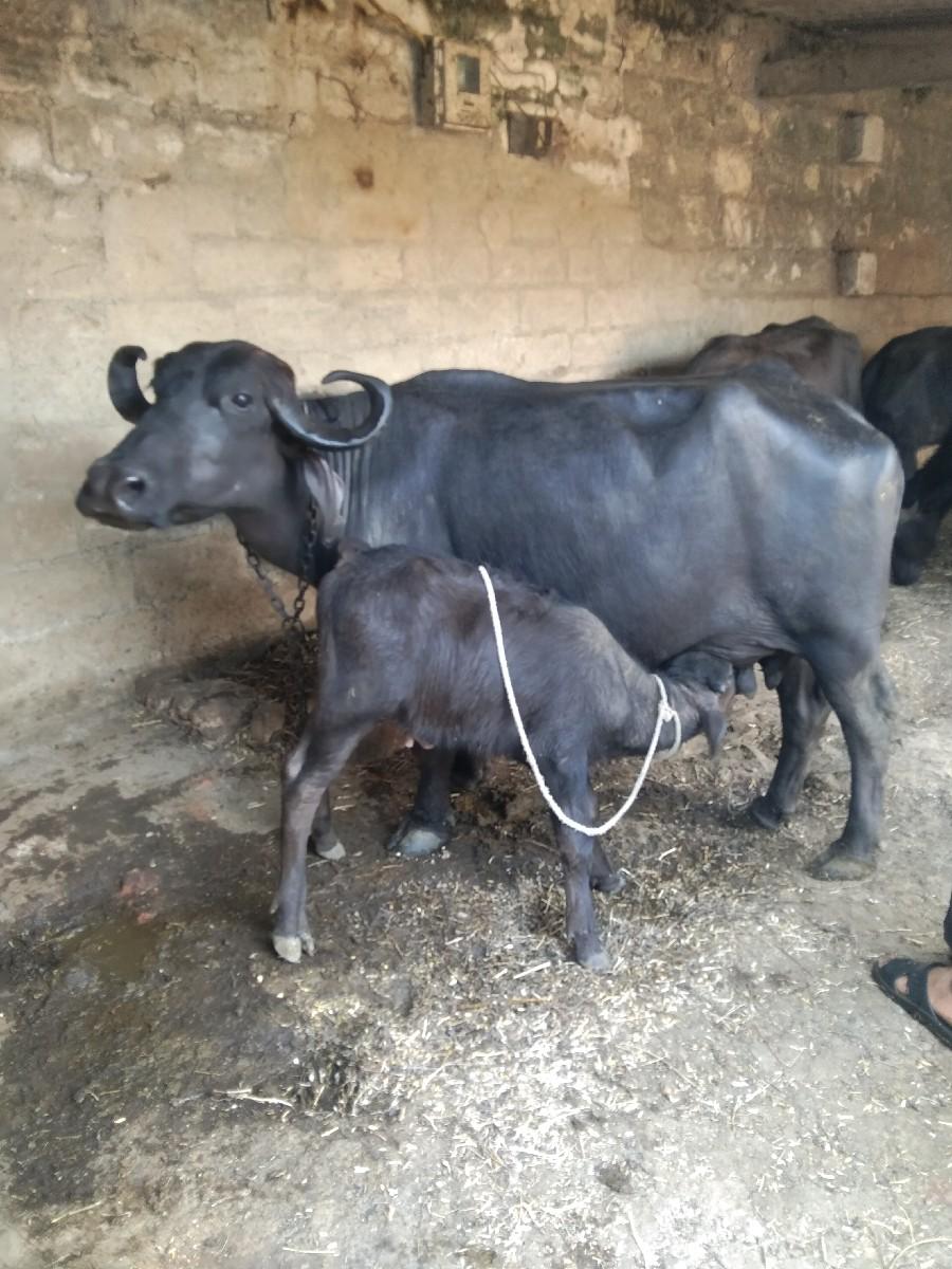 થંબનેલ 2