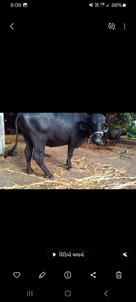 બે ભૈસો વેસવાની છે