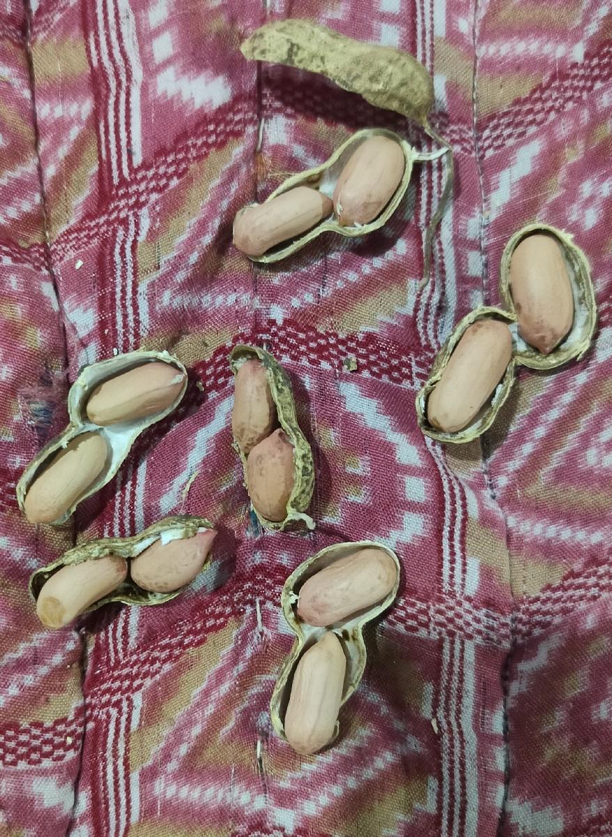 39 નુ બિયારણ વેચવાનું છે