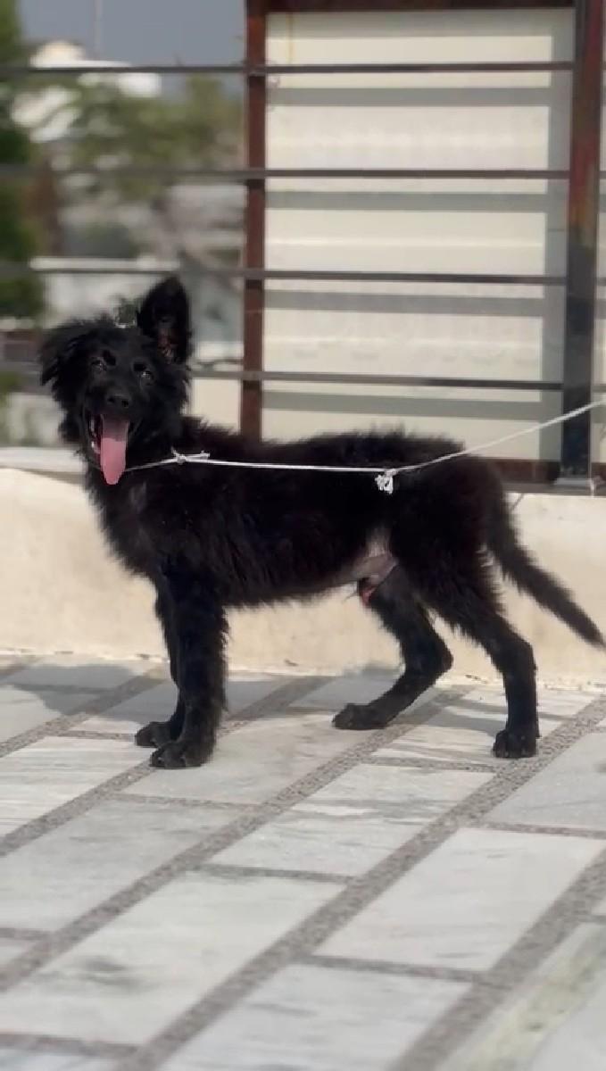 Z black German Shepherd