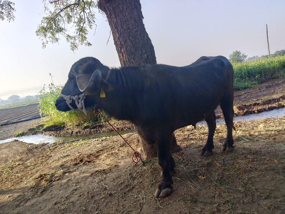 થંબનેલ 3