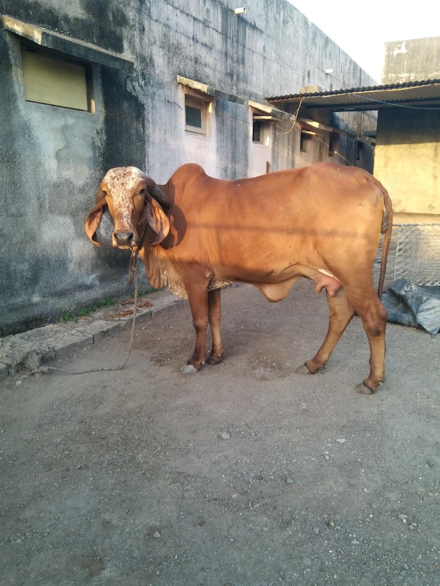 થંબનેલ 3