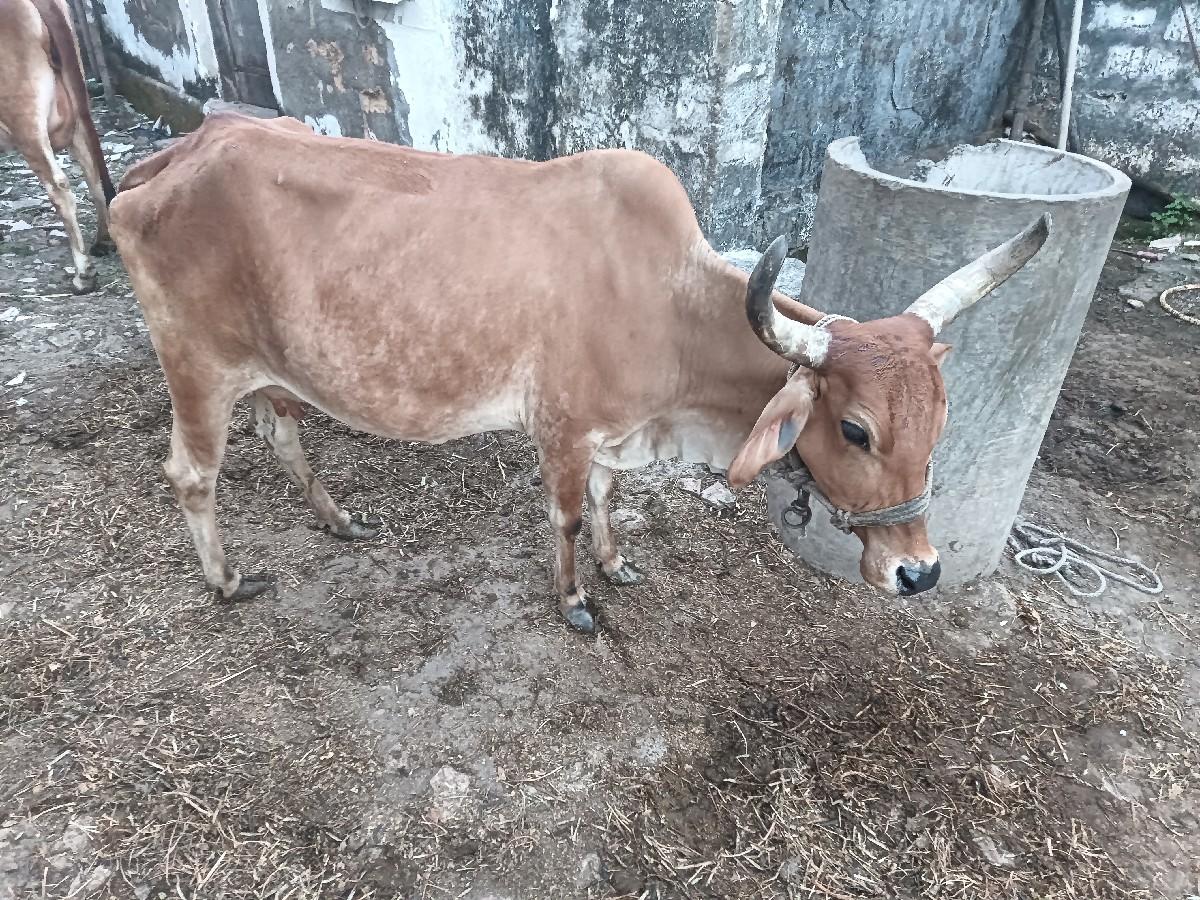 થંબનેલ 2