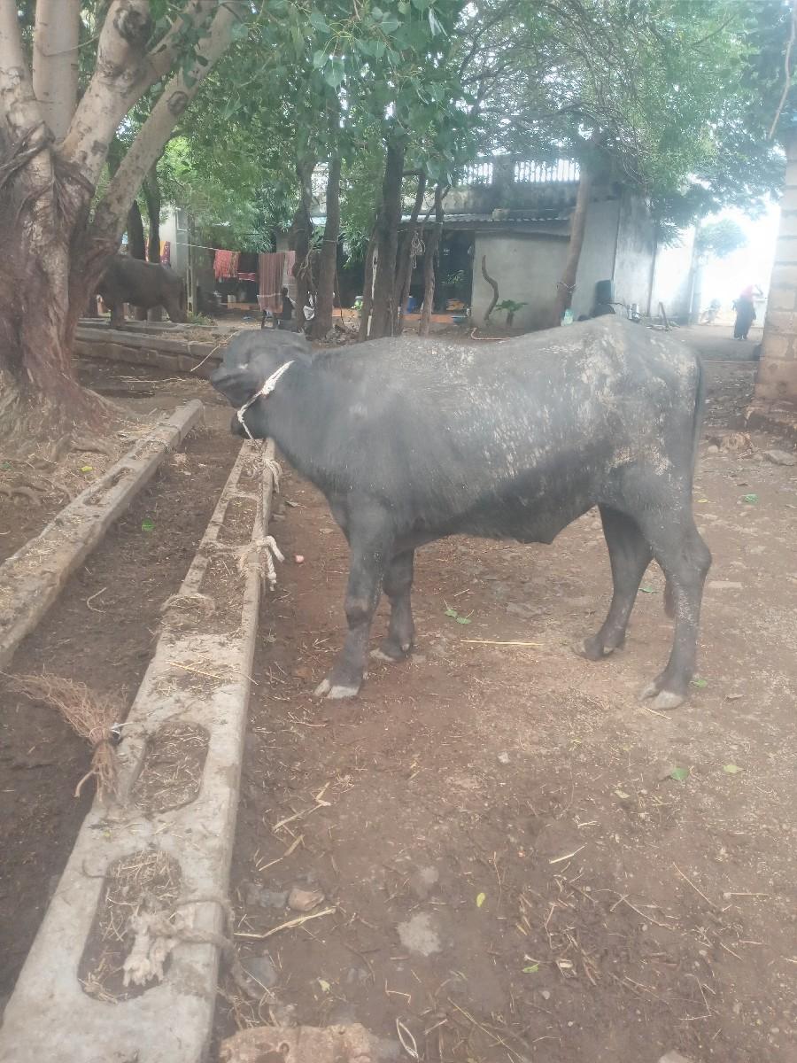 પાડો વેચવાનો છે