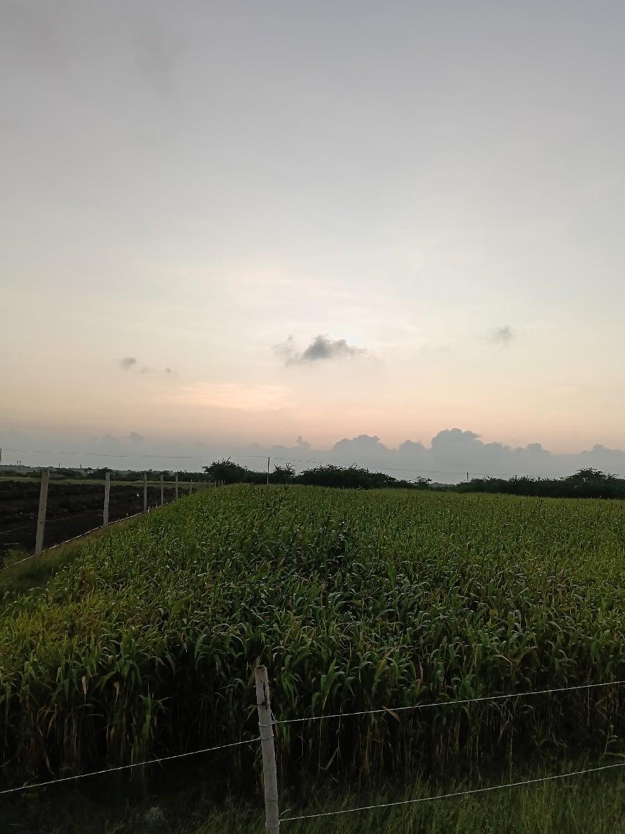 લીલો જુવાર નો સારો