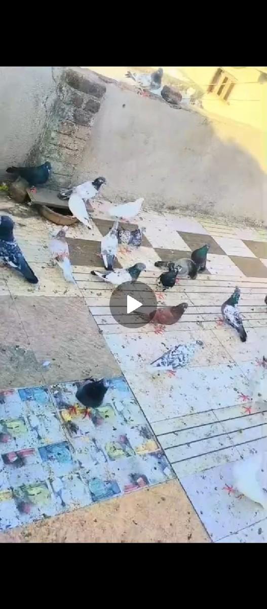 થંબનેલ 2