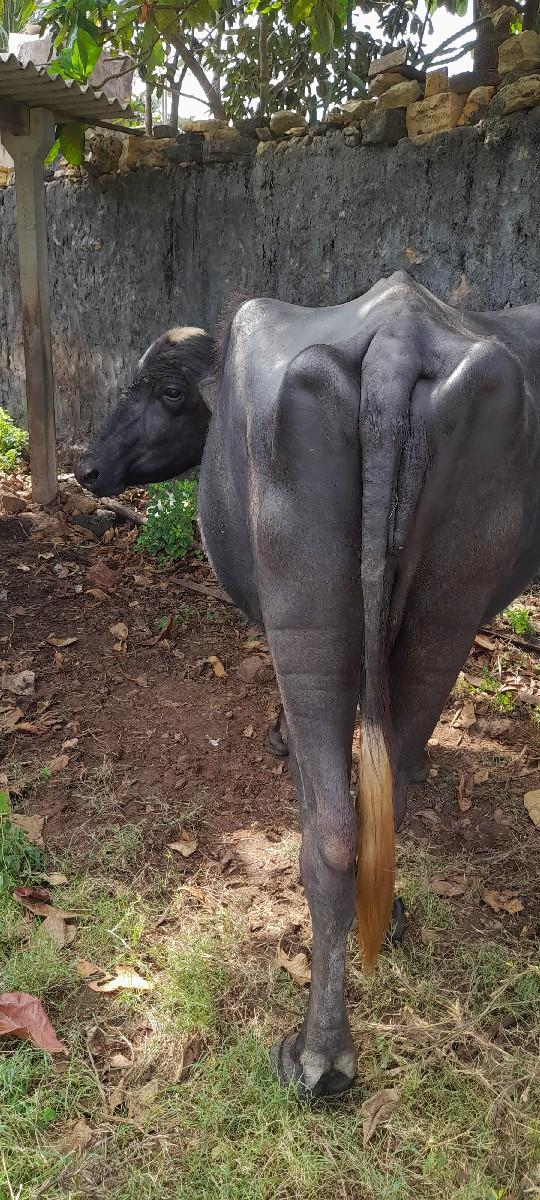 ભેંસ વેચવાની સે