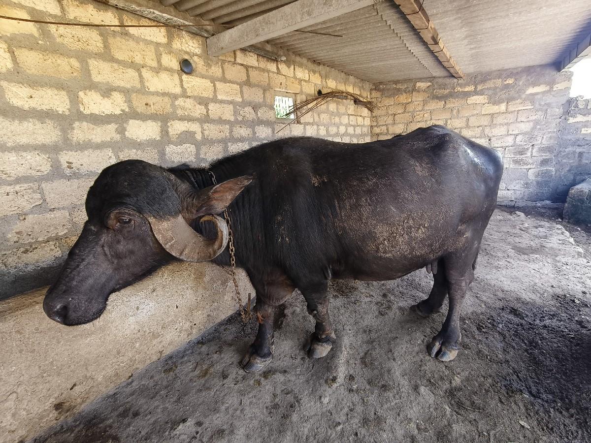 ભેંસ વેચવાની છે