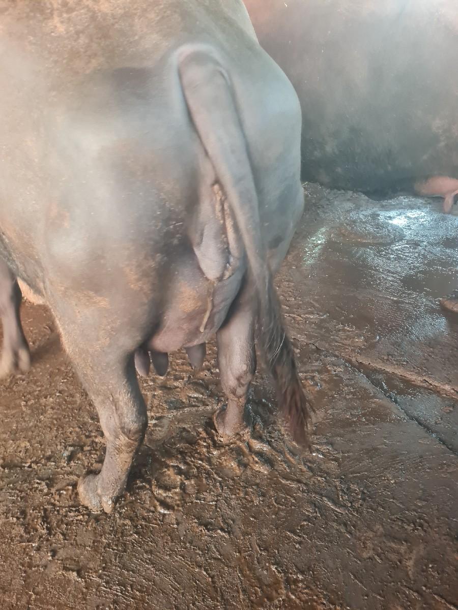 વેચવા ની સે