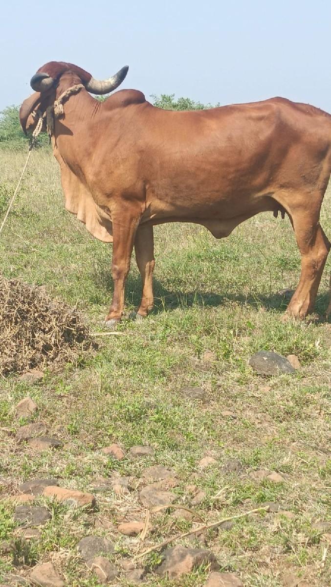 થંબનેલ 2