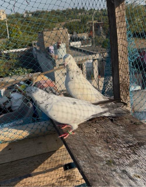 ફૂલ ઉડાન