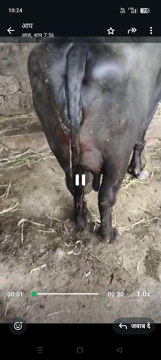 ભેસ વેચવાની છે  ત્રીજુ વેતર છે