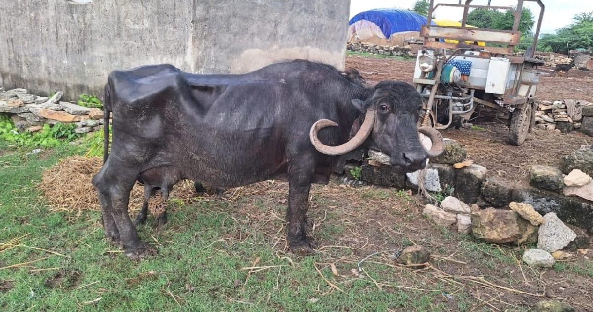 જાફરાબાદી ભેંસ વેચવાની છે