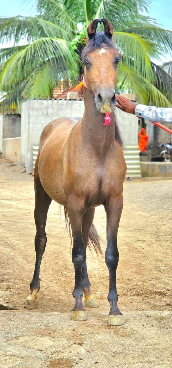 થંબનેલ 3