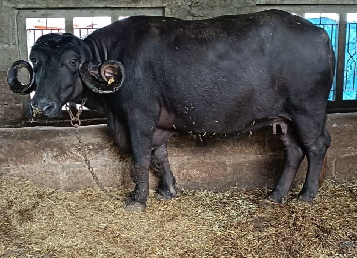 જાફરાબાદી ભેંશ વેચવાની છે