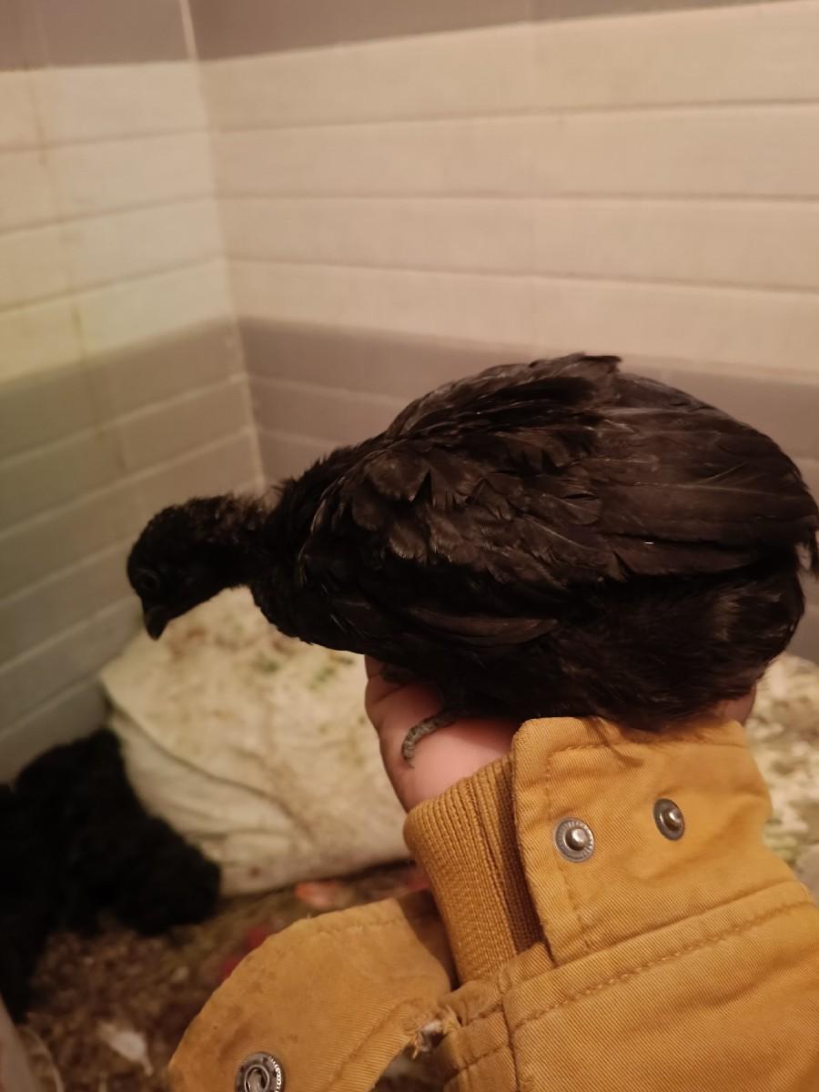 થંબનેલ 2