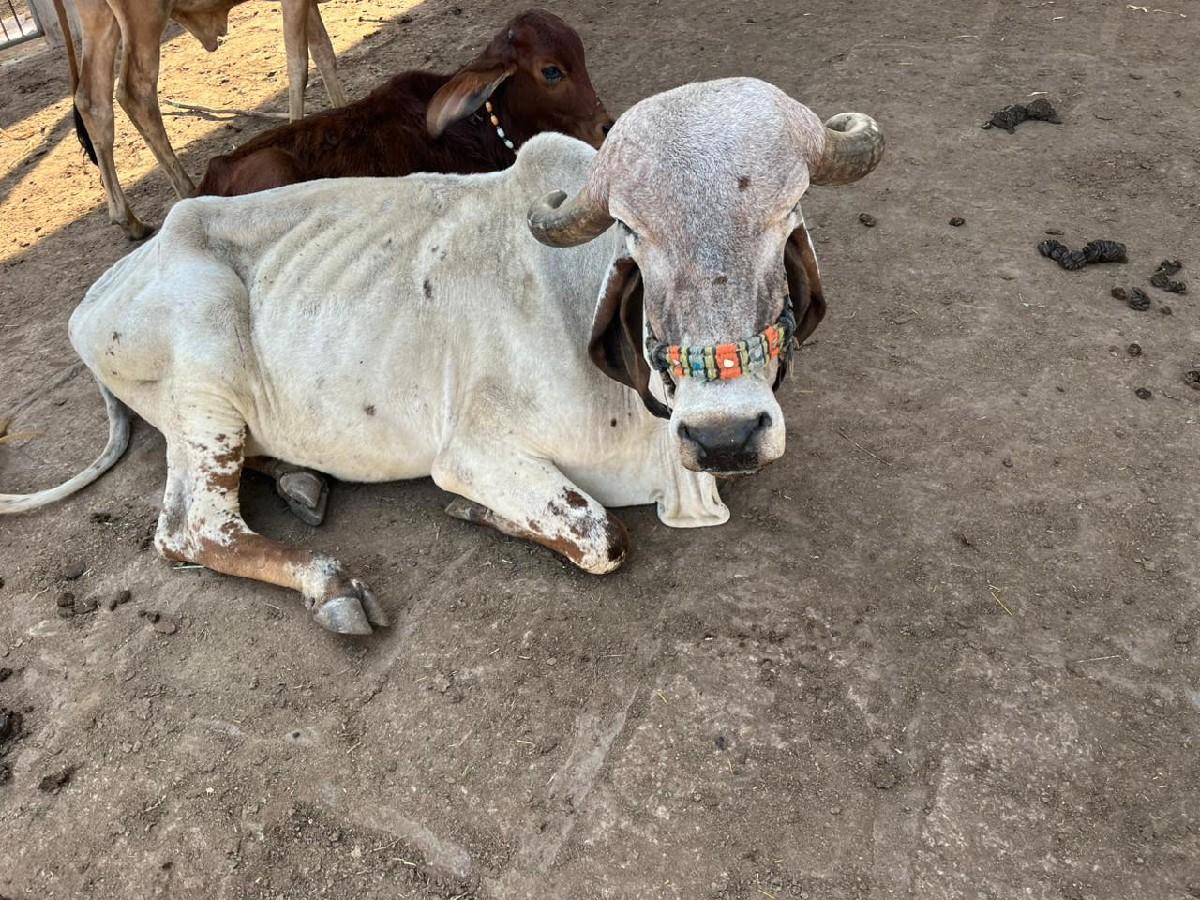 ઘોડી લેવાની છે