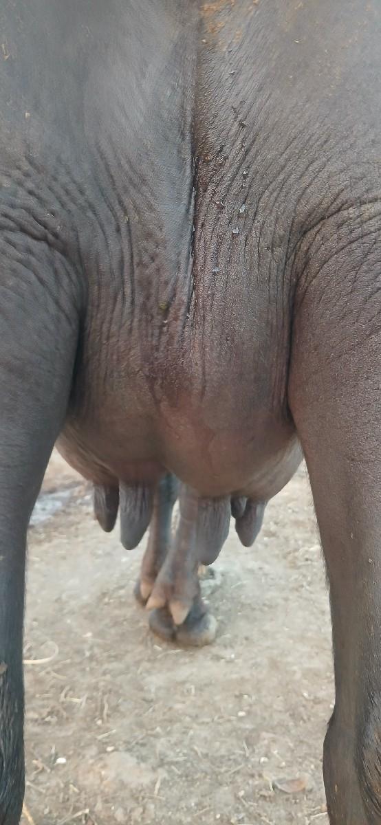 થંબનેલ 3