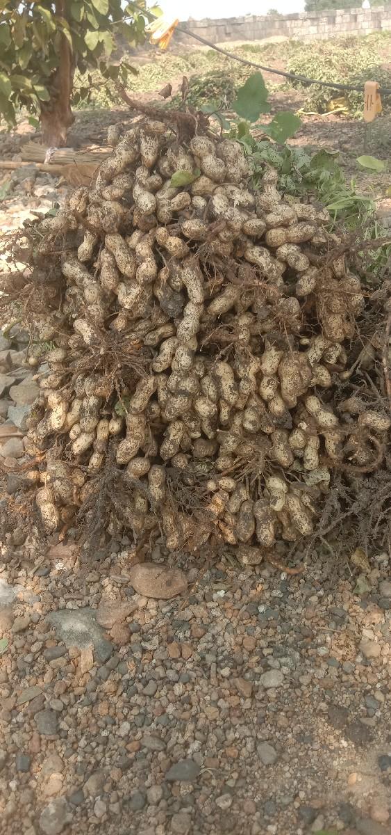 બિયારણ મગફળી વેચવાની છે