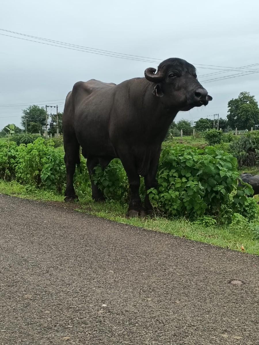 પાડો વેચવાનો છે