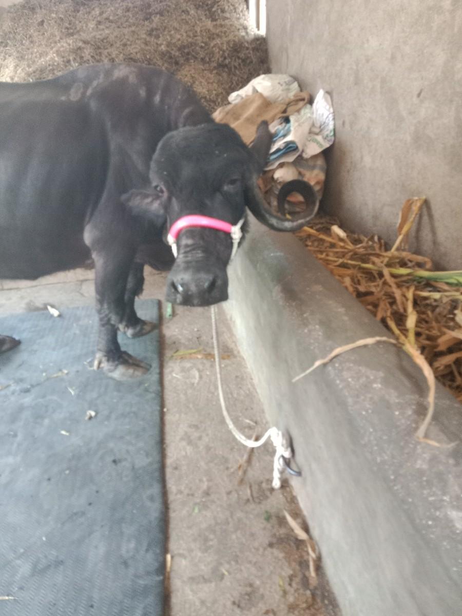 થંબનેલ 3