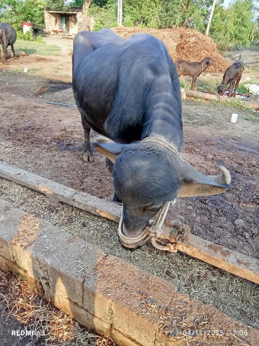 2 ભેંશ વેચવાની છે