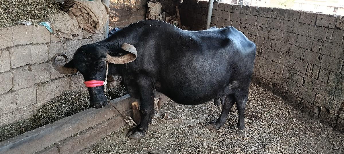 ભેંસ વેચવાની છે