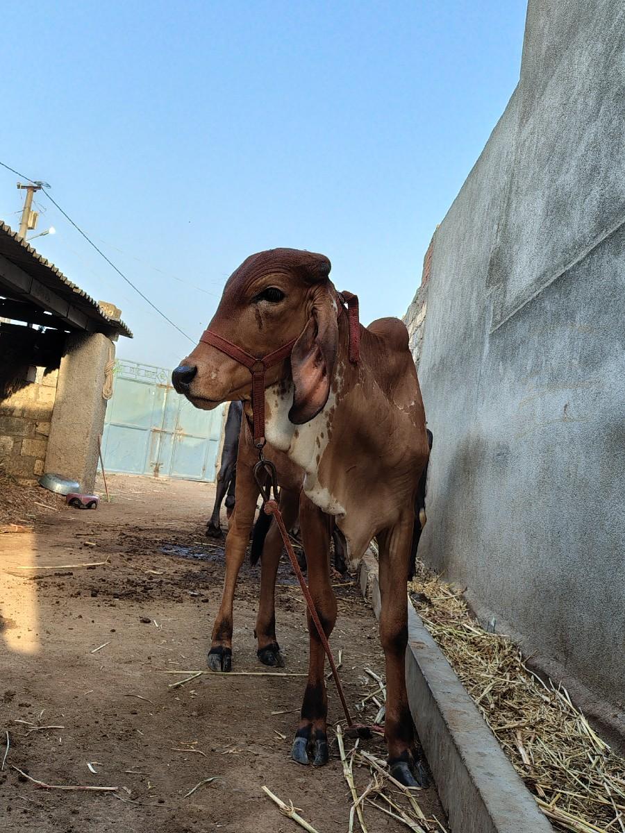 થંબનેલ 2