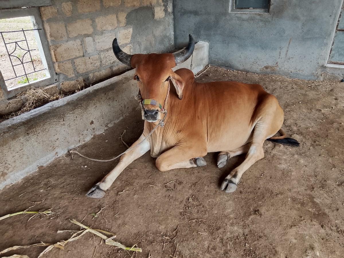 થંબનેલ 3