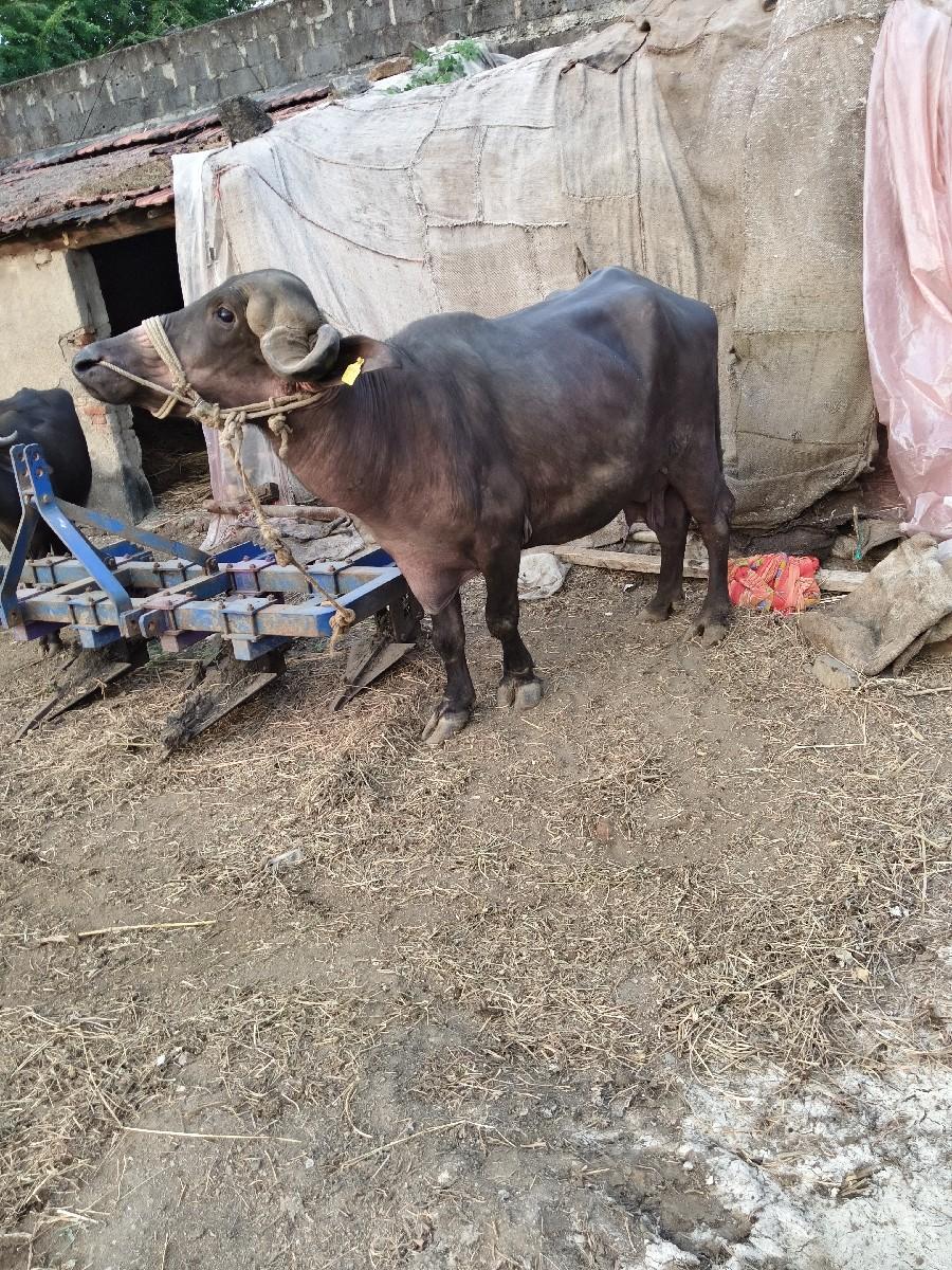 પેલા વેતરની ખડેલી વેચવા ની છે