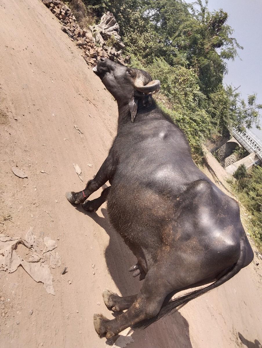 ભેંશ વેચવાનીછે