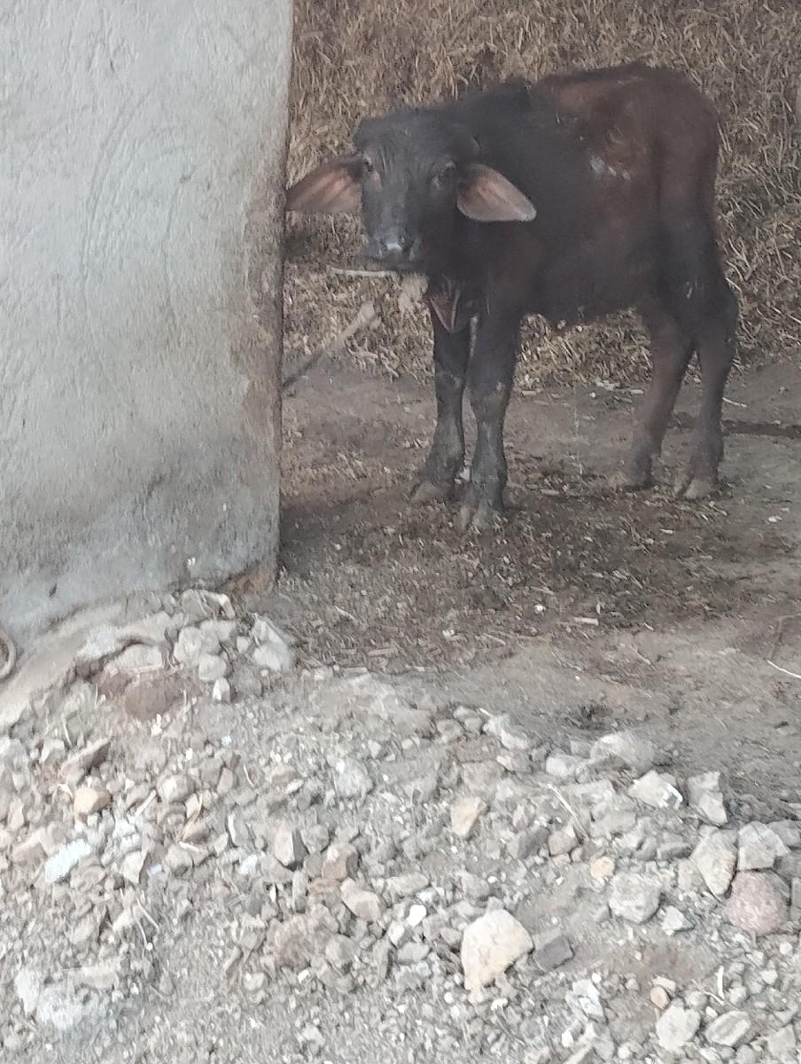 પાડો વેચવાનો છે