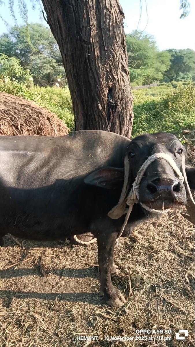 થંબનેલ 2