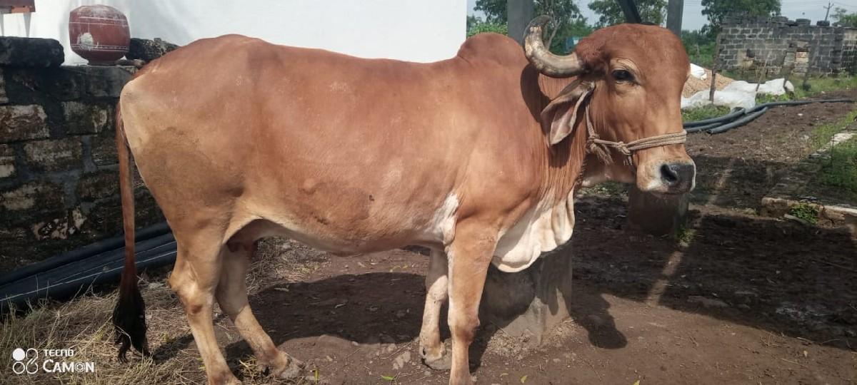 મયૂર ભાઈ 9773491131