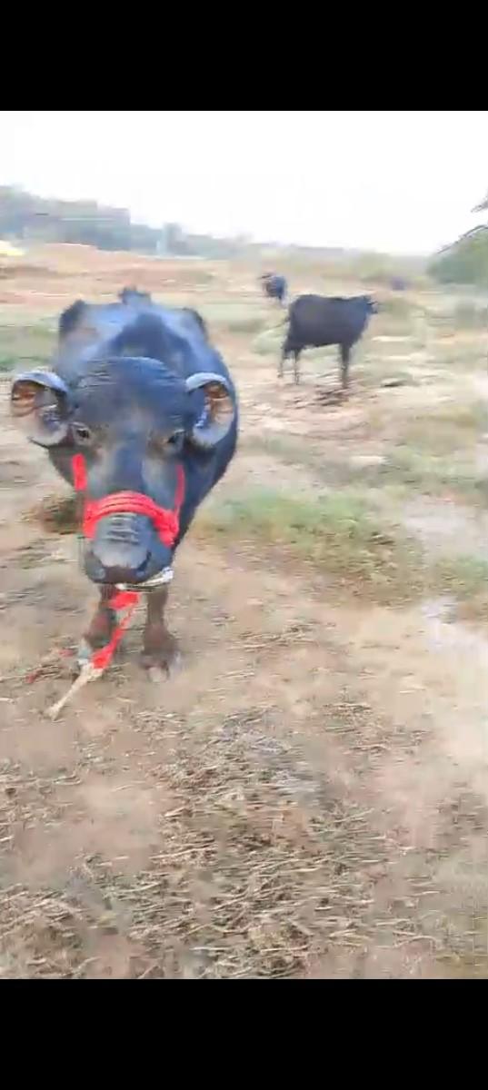 થંબનેલ 3