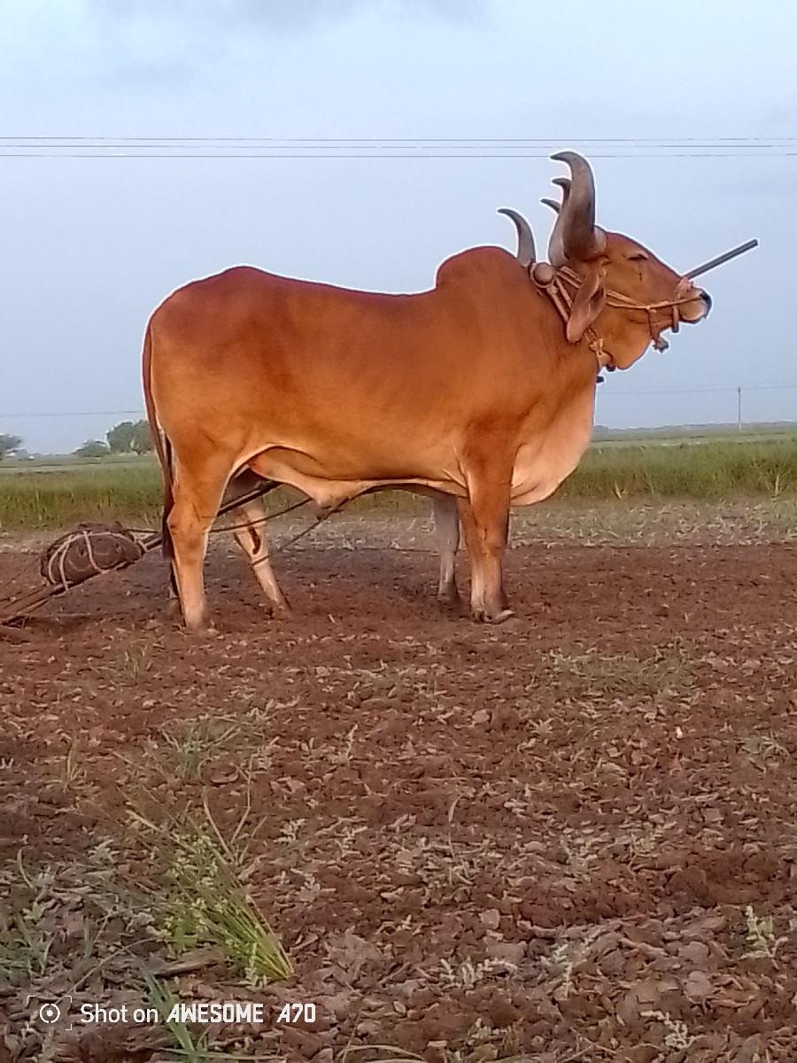 થંબનેલ 3